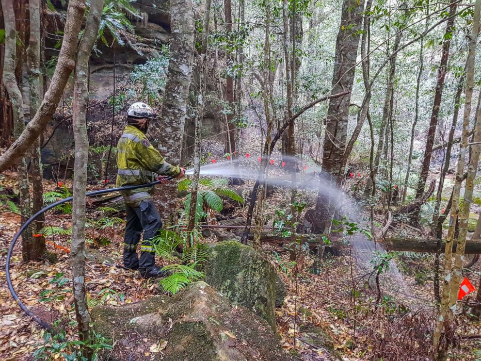 PHOTO: Wollemi Pines are pictured in the Blue Mountains in Australia, Jan. 9, 2020. A specialist team of remote firefighters have helped save the pre-historic species known as "Dinosaur trees" from this season’s bushfires. 