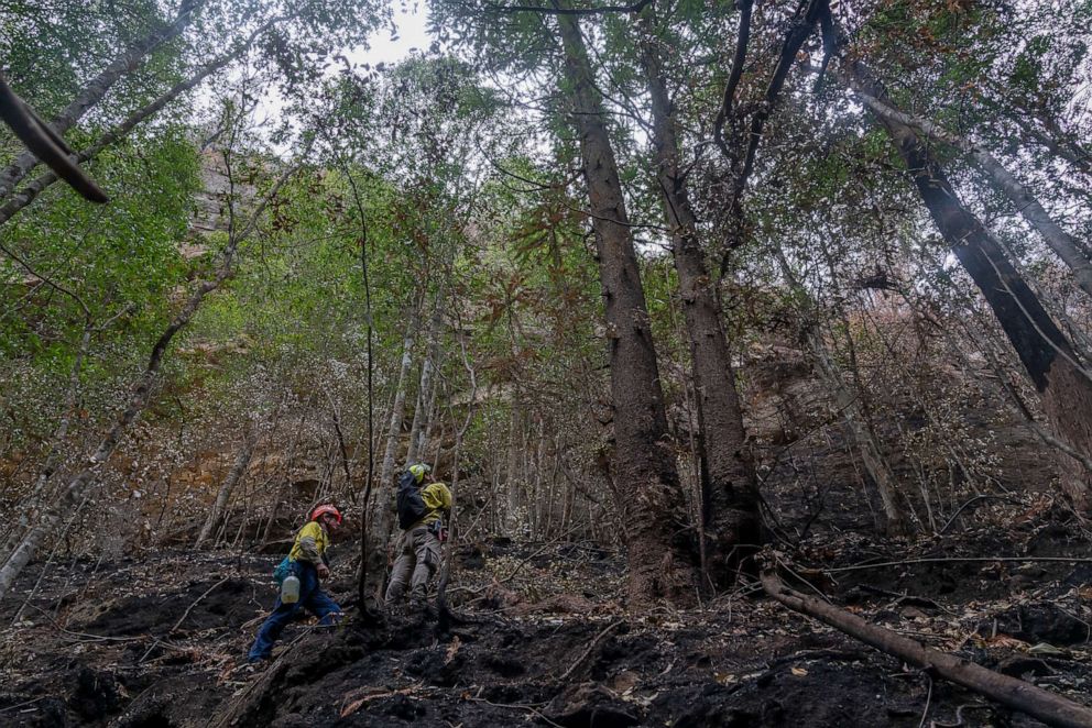 PHOTO: Wollemi Pines are pictured in the Blue Mountains in Australia, Jan. 9, 2020. A specialist team of remote firefighters have helped save the pre-historic species known as "Dinosaur trees" from this season’s bushfires. 
