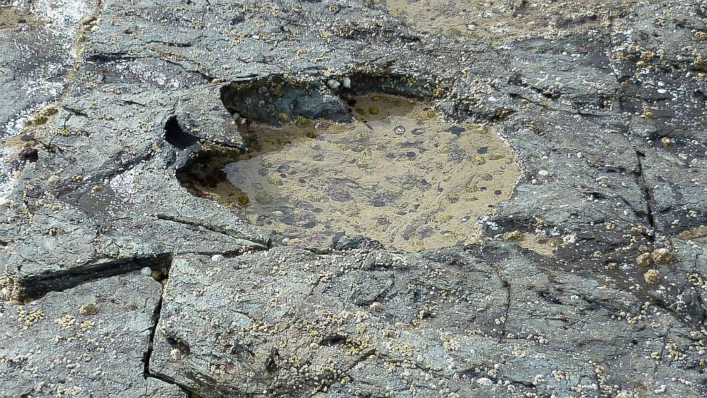 A sauropod footprint discovered at Brothers' Point on the Isle of Skye in Scotland in an undated photograph supplied by Edinburgh University on April 2, 2018.