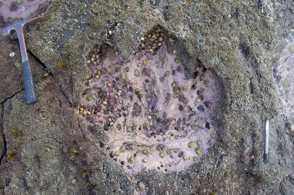 PHOTO: A sauropod footprint discovered at Brothers' Point on the Isle of Skye in Scotland in an undated photograph supplied by Edinburgh University on April 2, 2018.