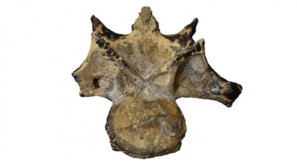 PHOTO: The vertebra of a dinosaur that lived 98 million years ago is displayed at Mansoura University Vertebrate Paleontology Center in Mansoura, Egypt.
