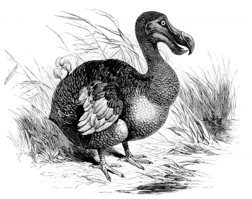 PHOTO: 19th century dodo bird illustration.