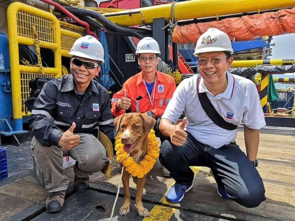 PHOTO: The oil rig workers named the dog Boonrod, which translates to "the dog rescued by merit."