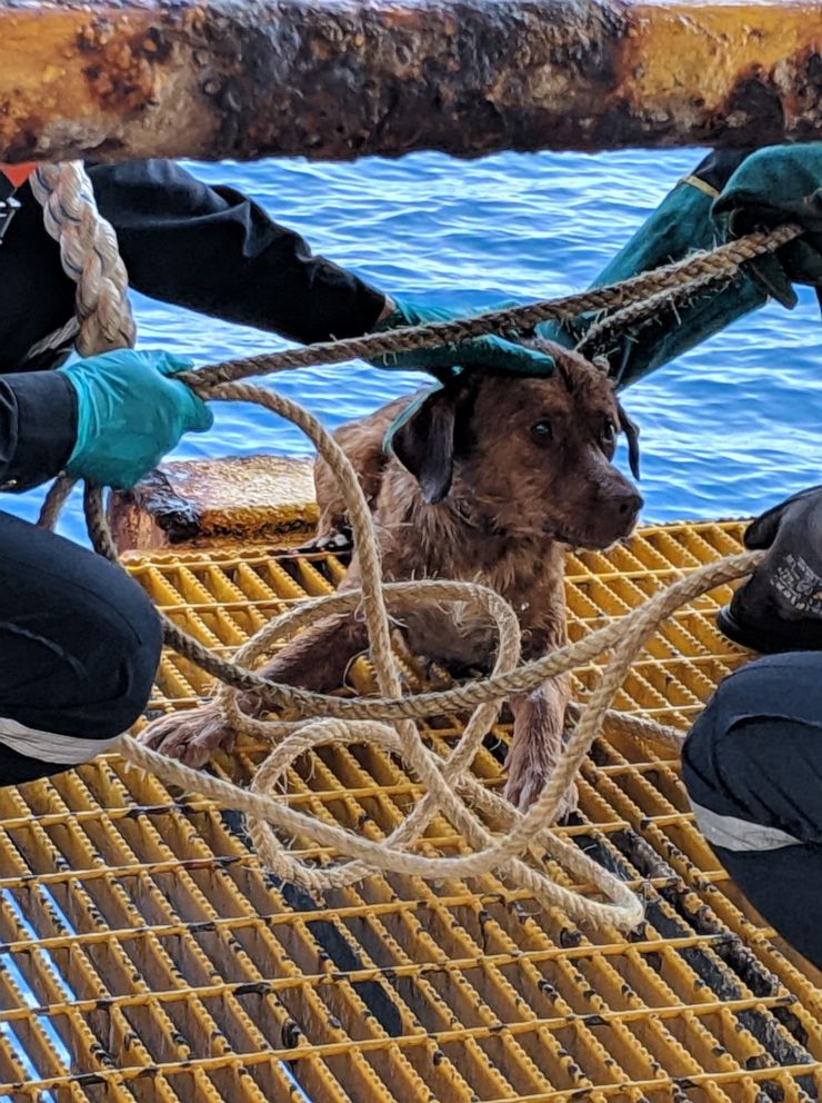 PHOTO: Workers from the Chevron Thailand Exploration and Production Ltd. oil rig rescued a dog swimming 137 miles offshore in the Gulf of Thailand on Friday. 