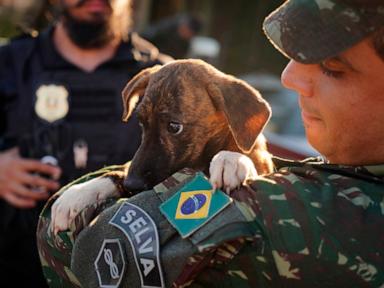 Makeshift shelter saves hundreds of dogs amid floods in southern Brazil