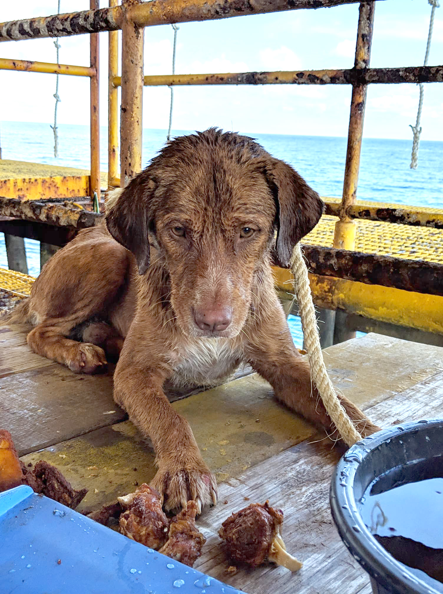 PHOTO:Workers from the Chevron Thailand Exploration and Production Ltd. oil rig rescued a dog swimming 137 miles offshore in the Gulf of Thailand, April 12, 2019. 