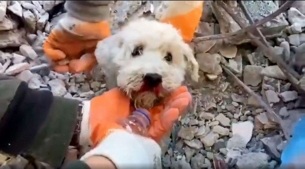 PHOTO: Rescuers save a dog, Pamuk, who was buried up to its neck in the ruins of a building in Iskerendun, Turkey.