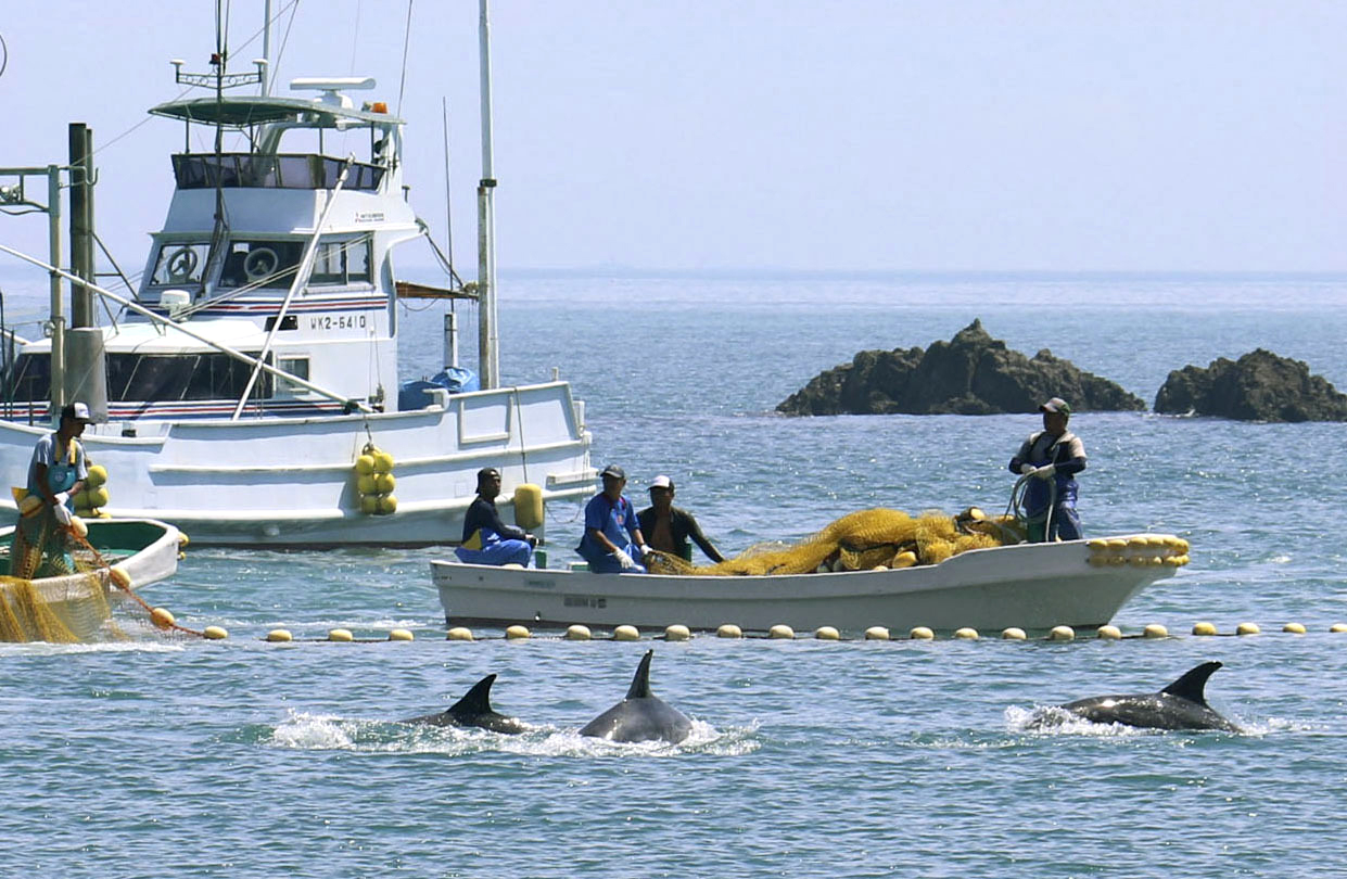 PHOTO: Fishermen drive dolphins into a cove off Taiji, Japan, Sept. 2, 2019.