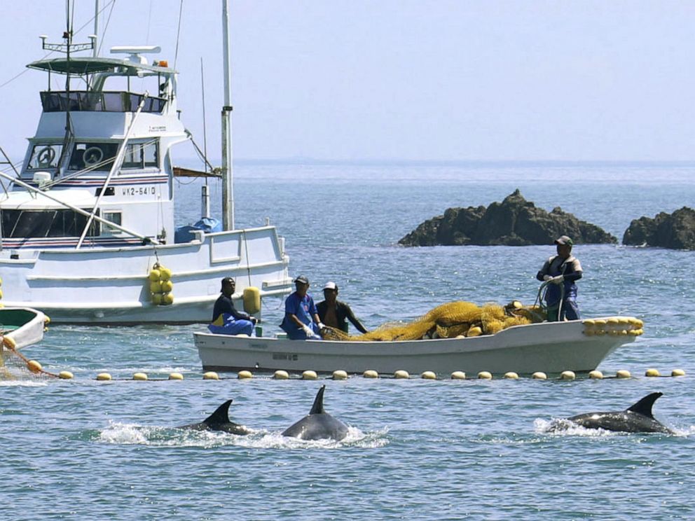 Kyodo Newscom
Fishermen drive dolphins into a cove off Taiji Japan Sept. 2 2019