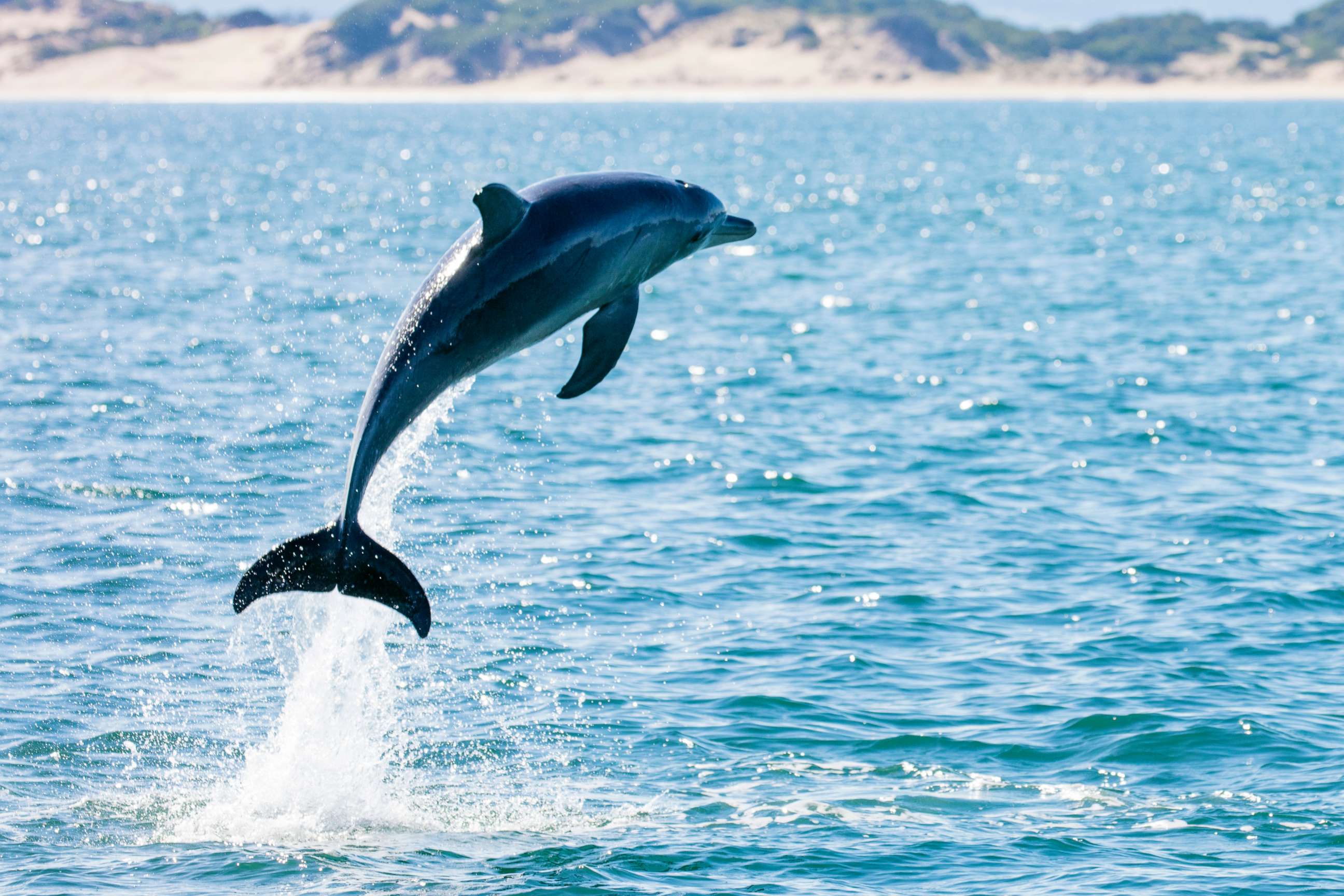PHOTO: A dolphin leaps from the sea in this stock photo.
