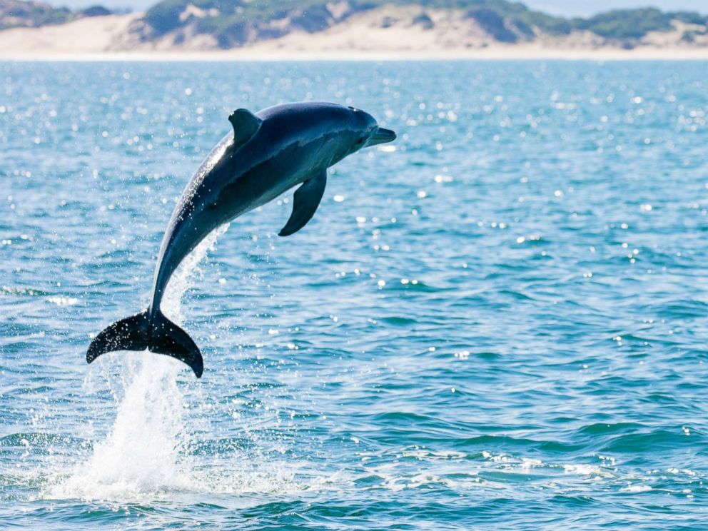 Picture Of A Dolphin 5