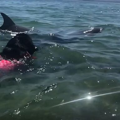 A puppy took a swim with wild dolphins on a beach in Australia.