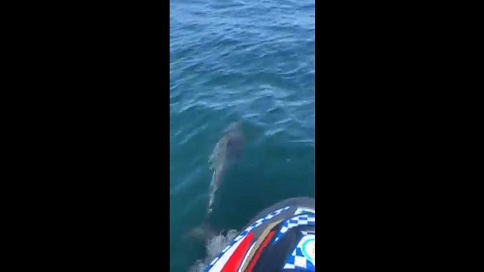 Dolphins follow police patrol Video - ABC News