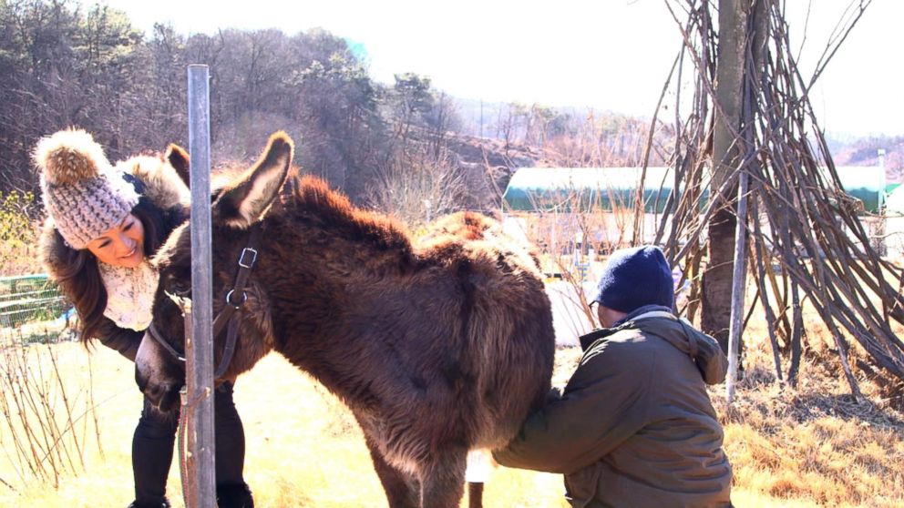 PHOTO: Donkeys are milked manually, after which the milk is immediately frozen.