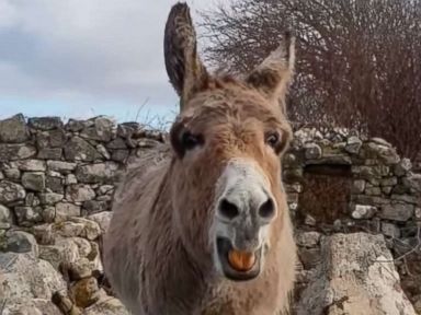 Meet Harriet, the Irish singing donkey
