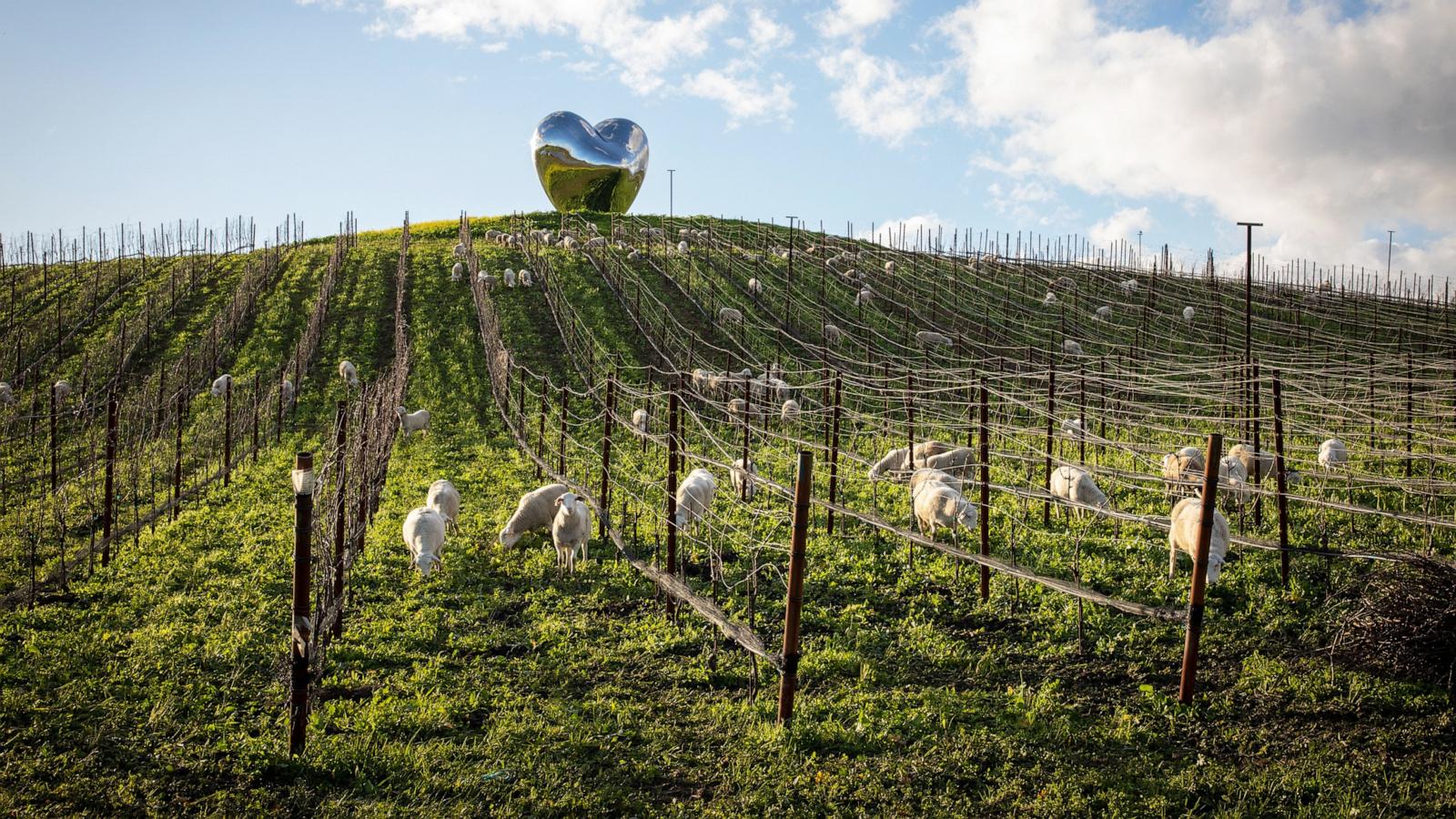 abcnews.com - Julia Jacobo - Innovative strategies the wine industry is using to adjust to climate change