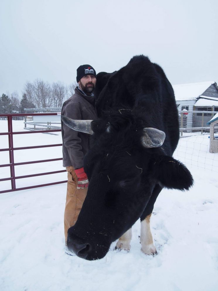 PHOTO: Dozer the Canadian cow, stands at 6 feet 5 inches.