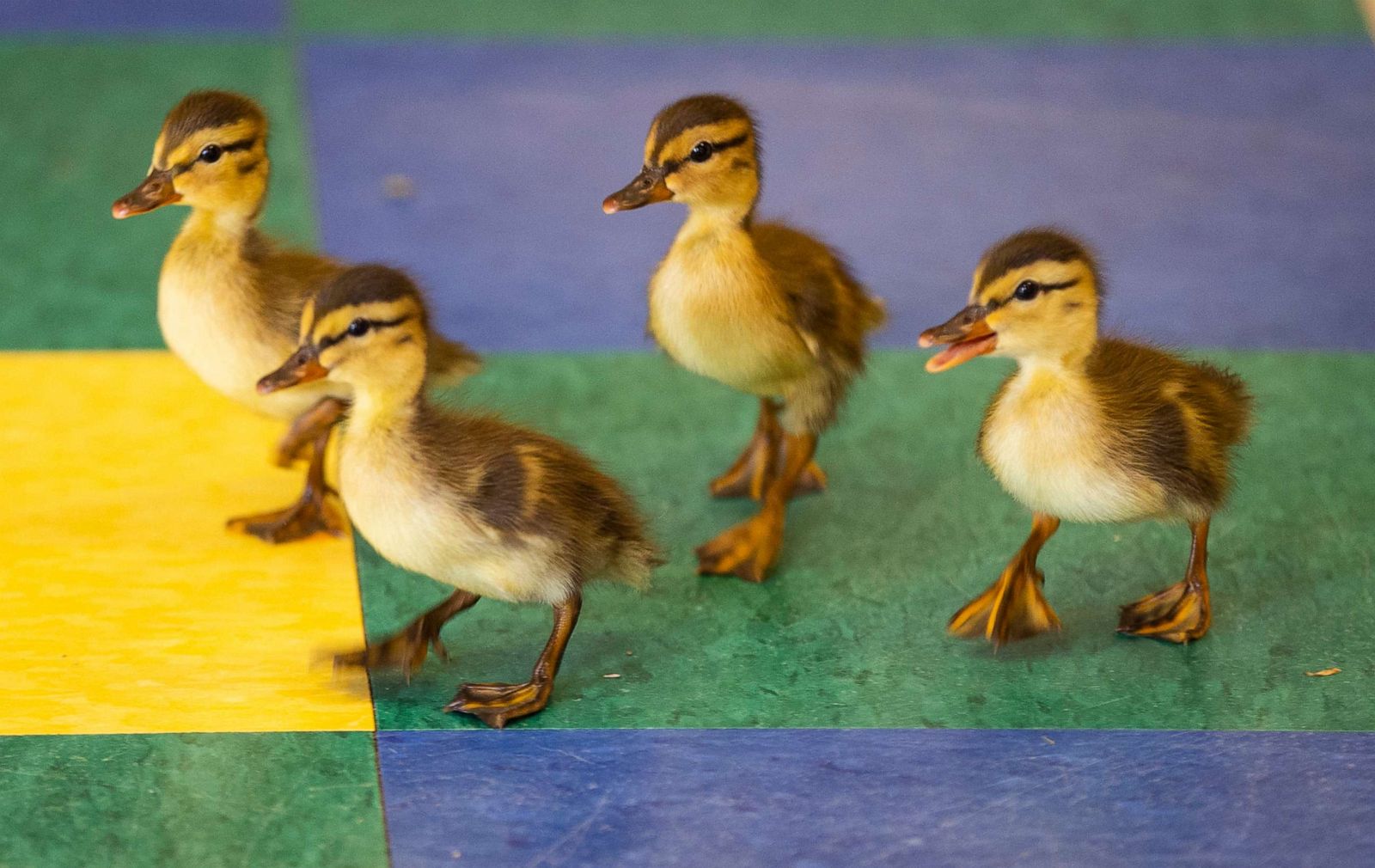 Earth Day baby ducks