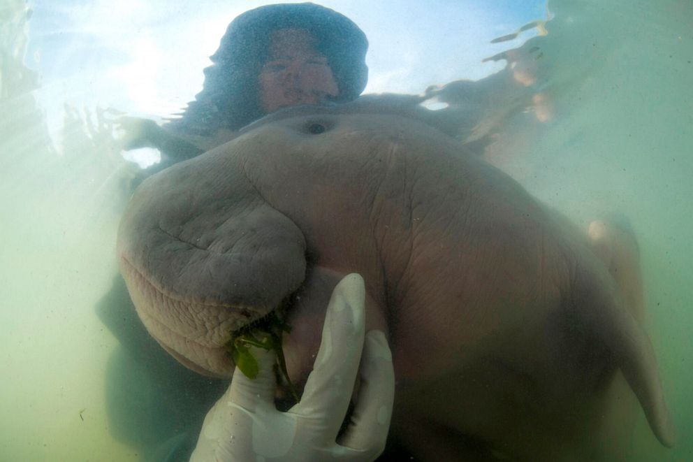PHOTO: Marium the baby dugong 