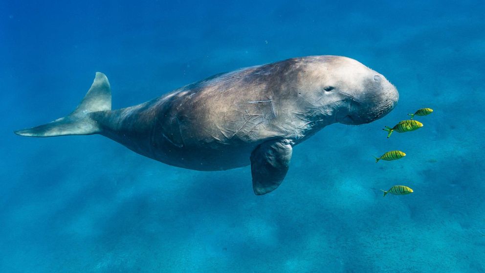 Climate change, human activity 'decimating' marine life, according to IUCN  Red List of Threatened Species - ABC News