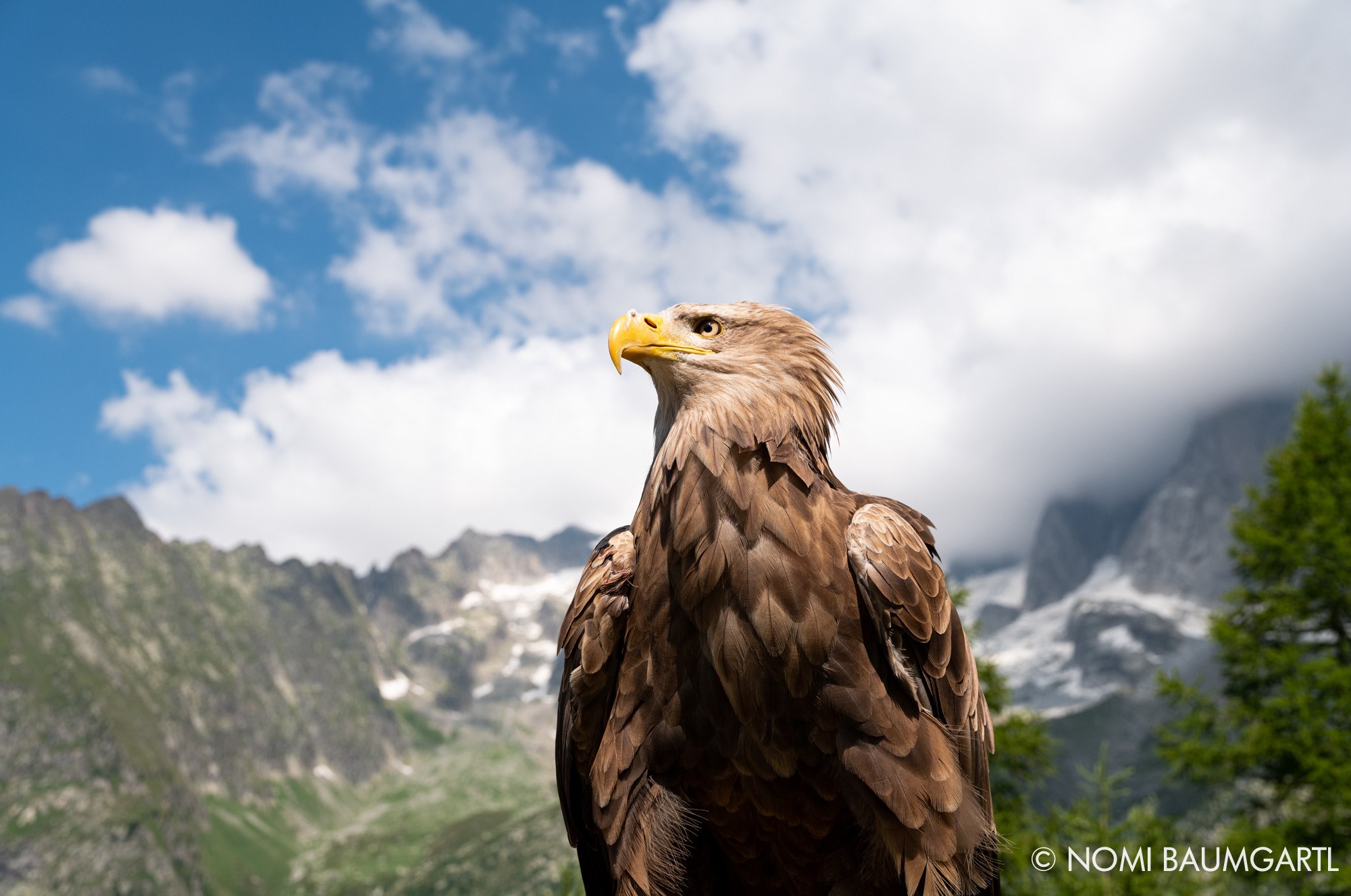 PHOTO: "Victor," the cameraman eagle, is a 9-year-old white tailed eagle.