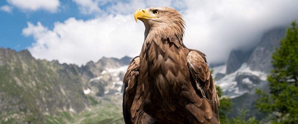 Meet Victor The Cameraman Eagle