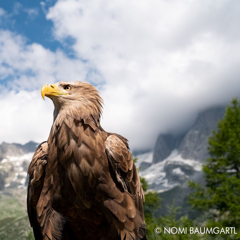 Meet Victor The Cameraman Eagle