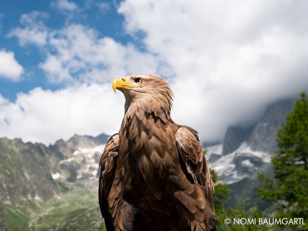 PHOTO: Victor, the cameraman eagle, is a 9-year-old white tailed eagle.
