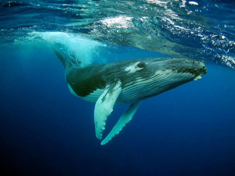 PHOTO: A Humpback Whale in an undated photo. 