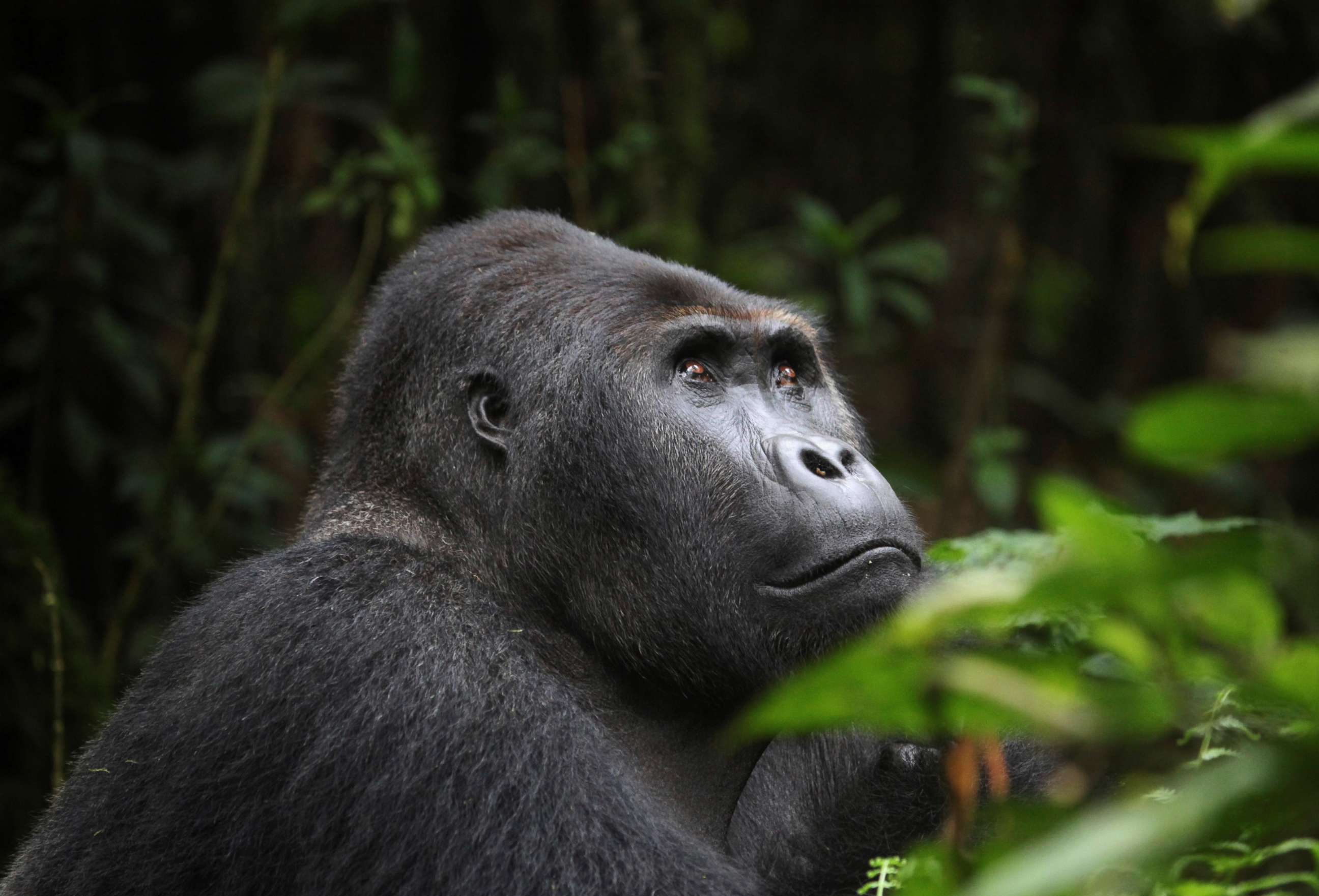 PHOTO: A Lowland Gorilla is seen in the Kahuzi-Biega National Park in South Kivu, eastern Democratic Republic of Congo, Nov. 5, 2012.