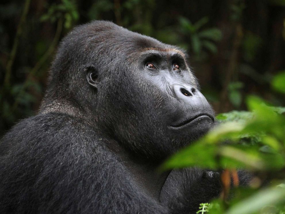 PHOTO: A Lowland Gorilla is seen in the Kahuzi-Biega National Park in South Kivu, eastern Democratic Republic of Congo, Nov. 5, 2012.