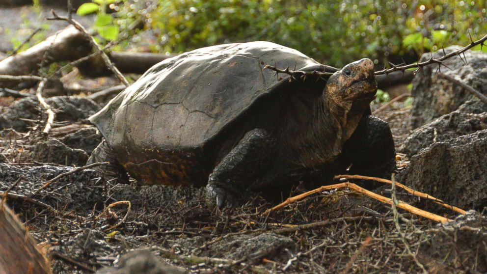 VIDEO: A species of tortoise thought by scientists to be extinct for more than 100 years were actually hiding in plain sight on a remote Galapagos island.