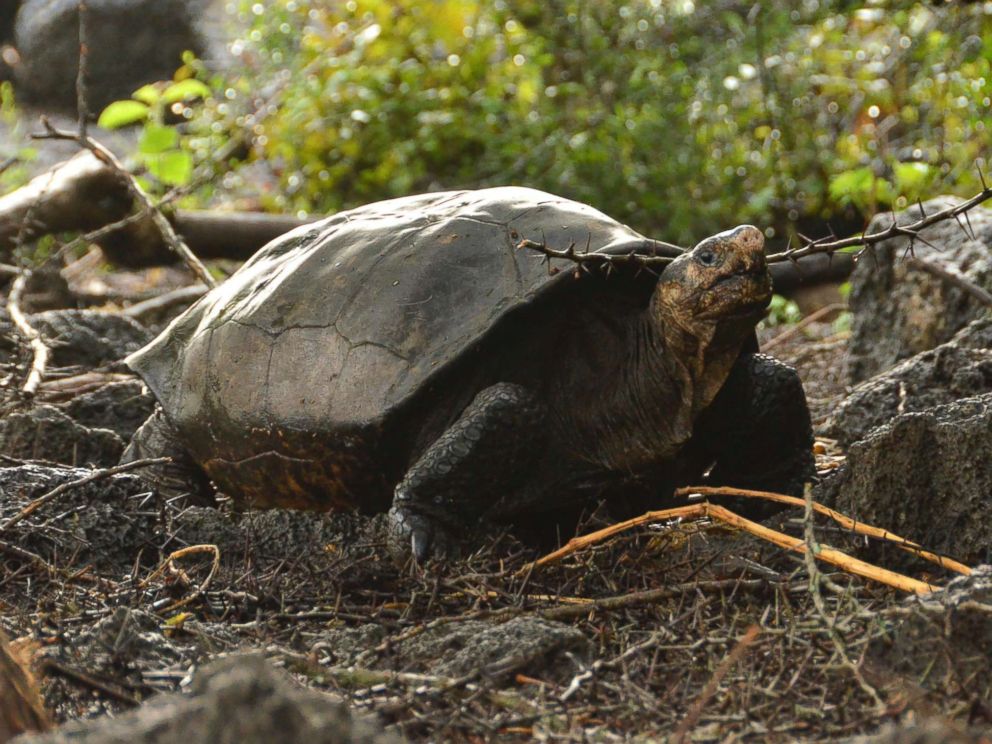 PHOTO: This photo released by the Galapagos National Park shows a Chelonoidis phantasticus tortoise at the Galapagos National Park in Santa Cruz Island, Galapagos Islands, Ecuador, Wednesday, Feb. 20, 2019.