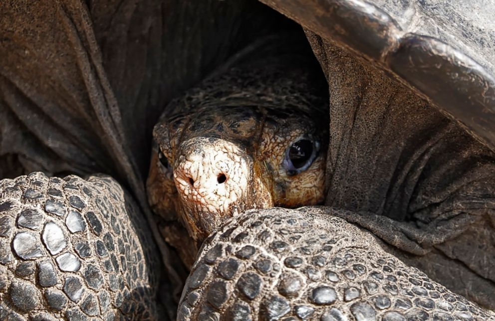 PHOTO: A giant Galapagos tortoise is seen at the Galapagos National Park on Santa Cruz Island in the Galapagos Archipelago off the coast of Ecuador, Feb. 19, 2019.