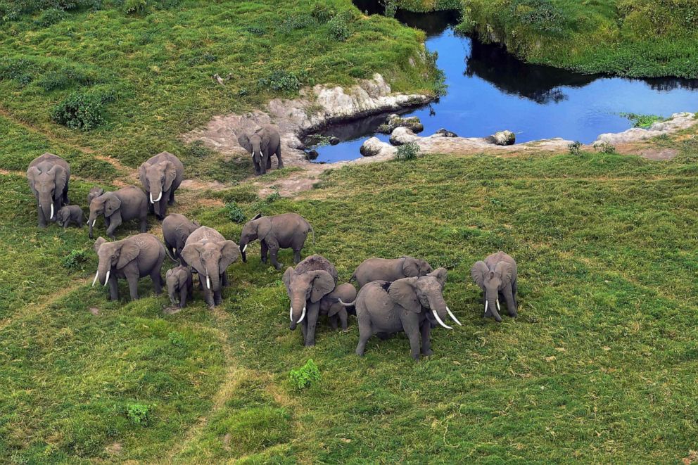 PHOTO: Elephants are clustered near a water source spotted from the air during a trial run for an aerial census at the Amboseli National Park in Kenya, June 21, 2018.