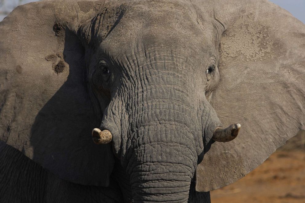 PHOTO:An undated stock photo of an African Elephant.