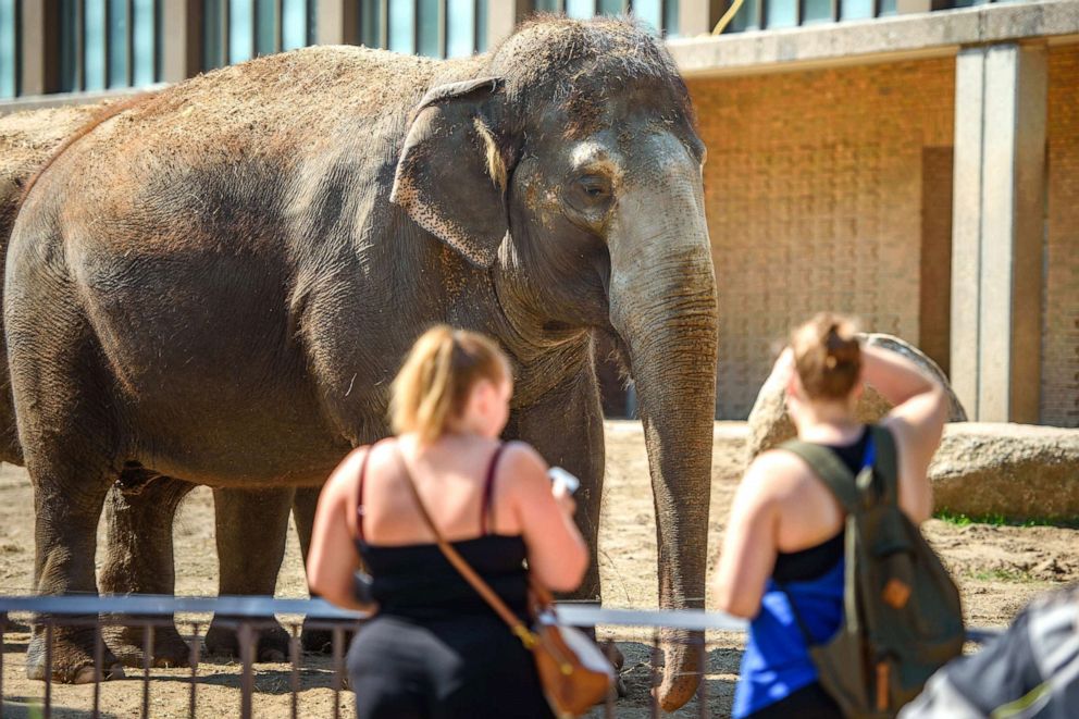 PHOTO:Visitors look at an elephant at the Berlin zoo, Aug. 23, 2018. 