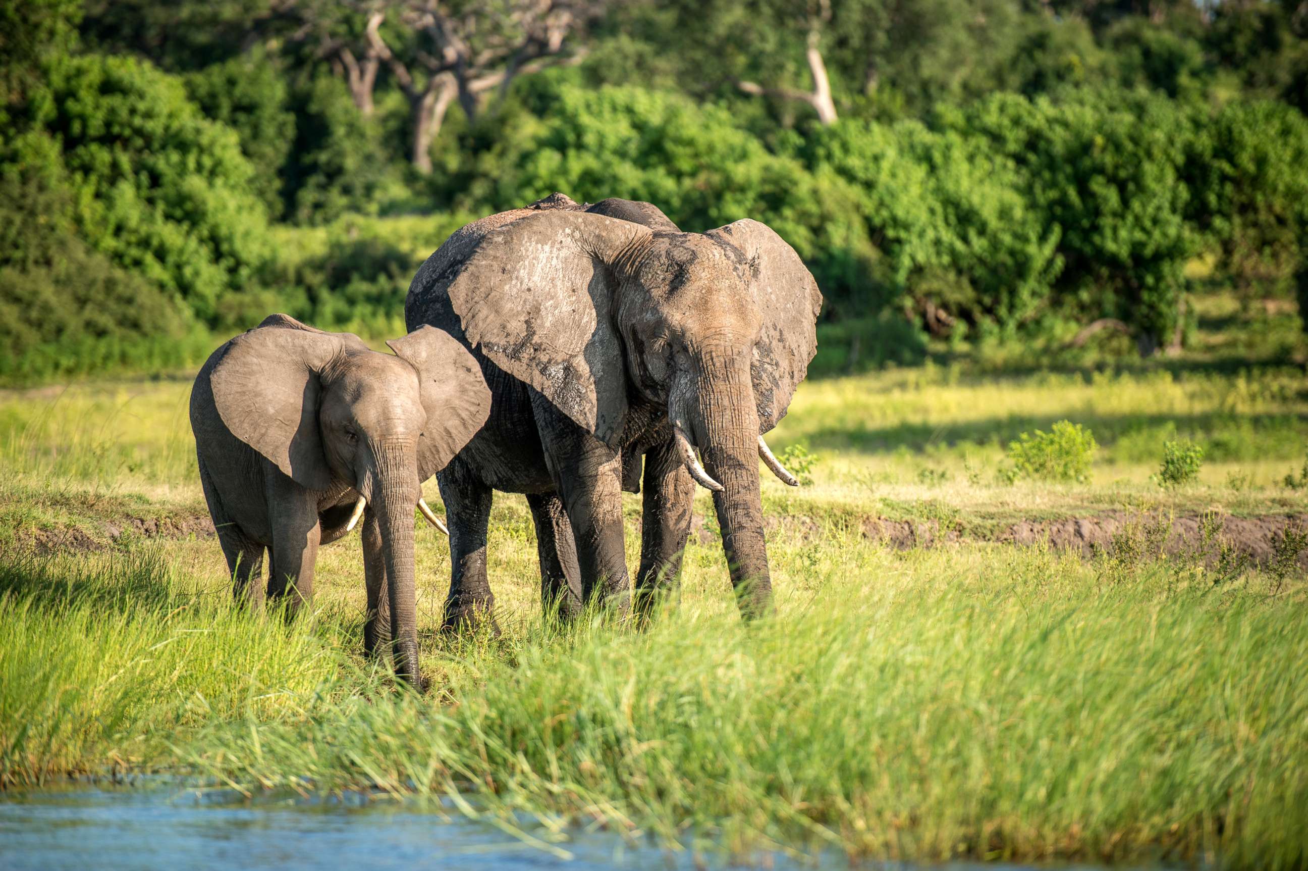 PHOTO: Elephants are pictured at Chobe National Park in Botswana, Feb. 16, 2015.