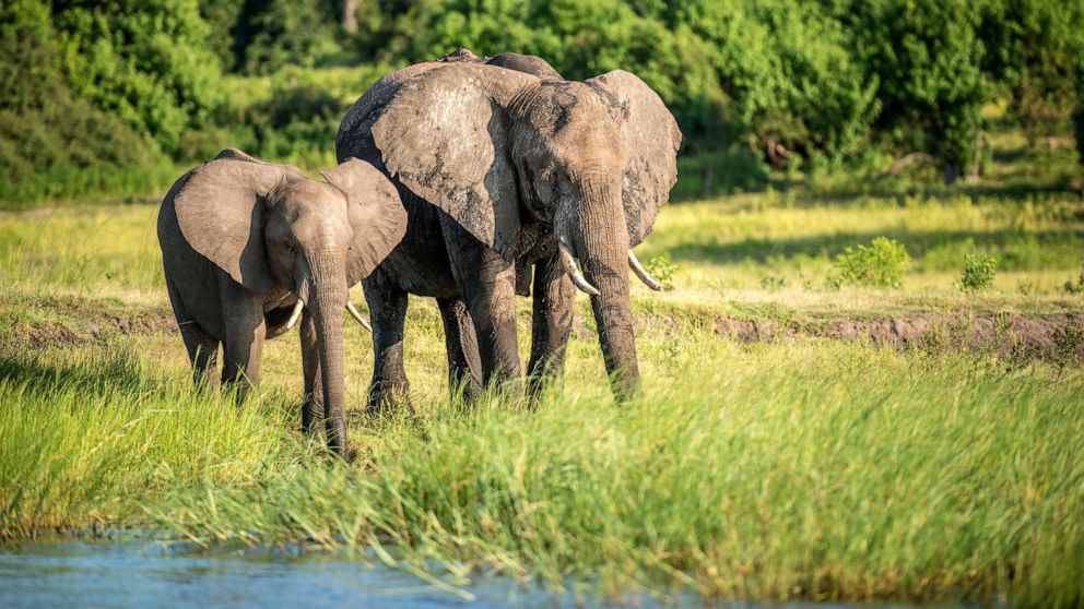 Five years after outlawing elephant hunting, Botswana has backtracked its decision, claiming an increased population has started to impact farmers' livelihoods.
