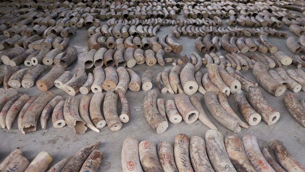 PHOTO: This Monday, July 22, 2019, photo released by National Parks Board shows ivory tusks in Singapore. Singapore has seized nearly 10 tons of elephant ivory and about 12 tons of pangolin scales belonging to around 2,000 of the endangered mammals.