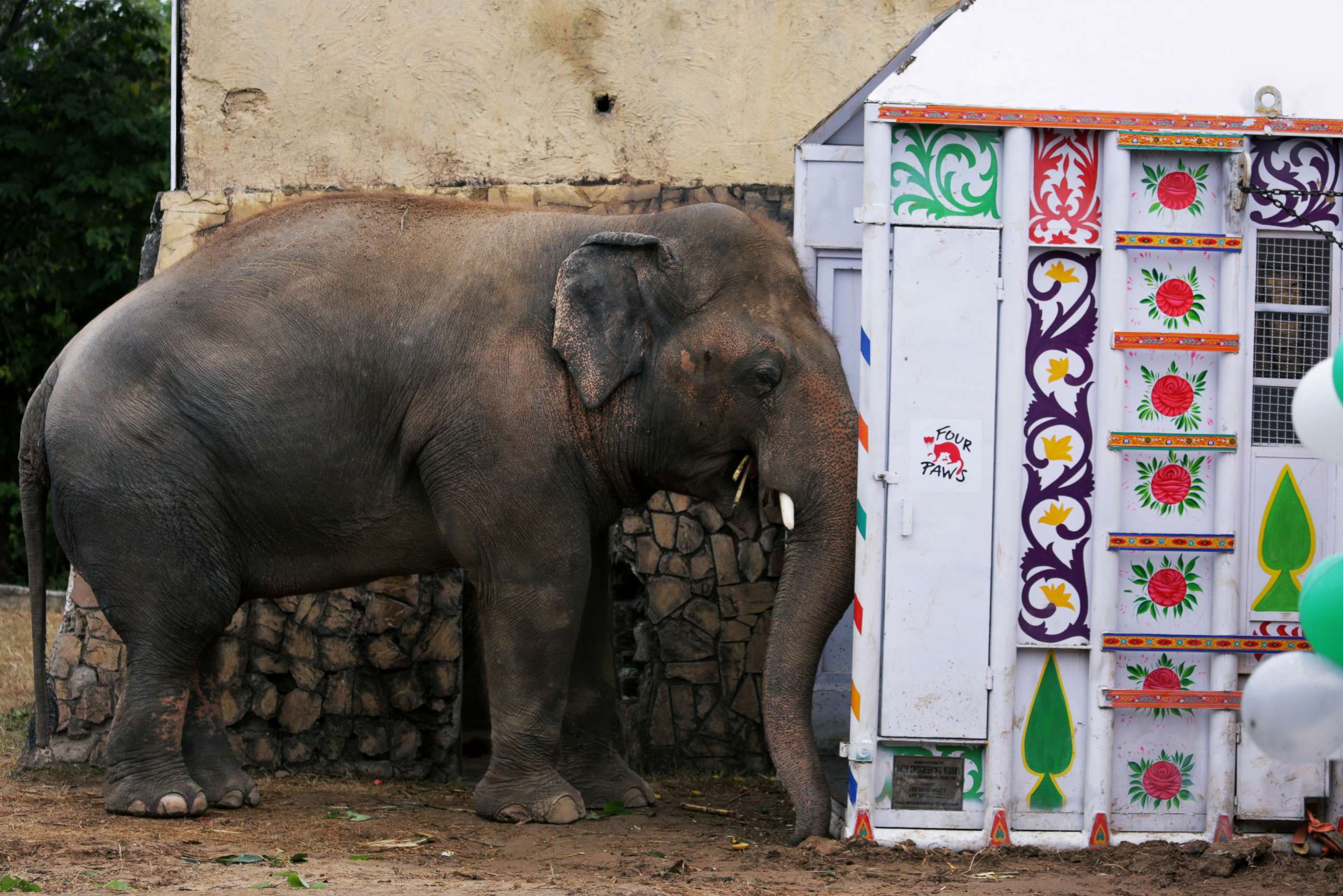 PHOTO: Kaavan, an elephant waiting to be transported to a sanctuary in Cambodia, is seen beside a crate during a farewell ceremony at the Marghazar Zoo in Islamabad, Pakistan, Nov. 23, 2020.