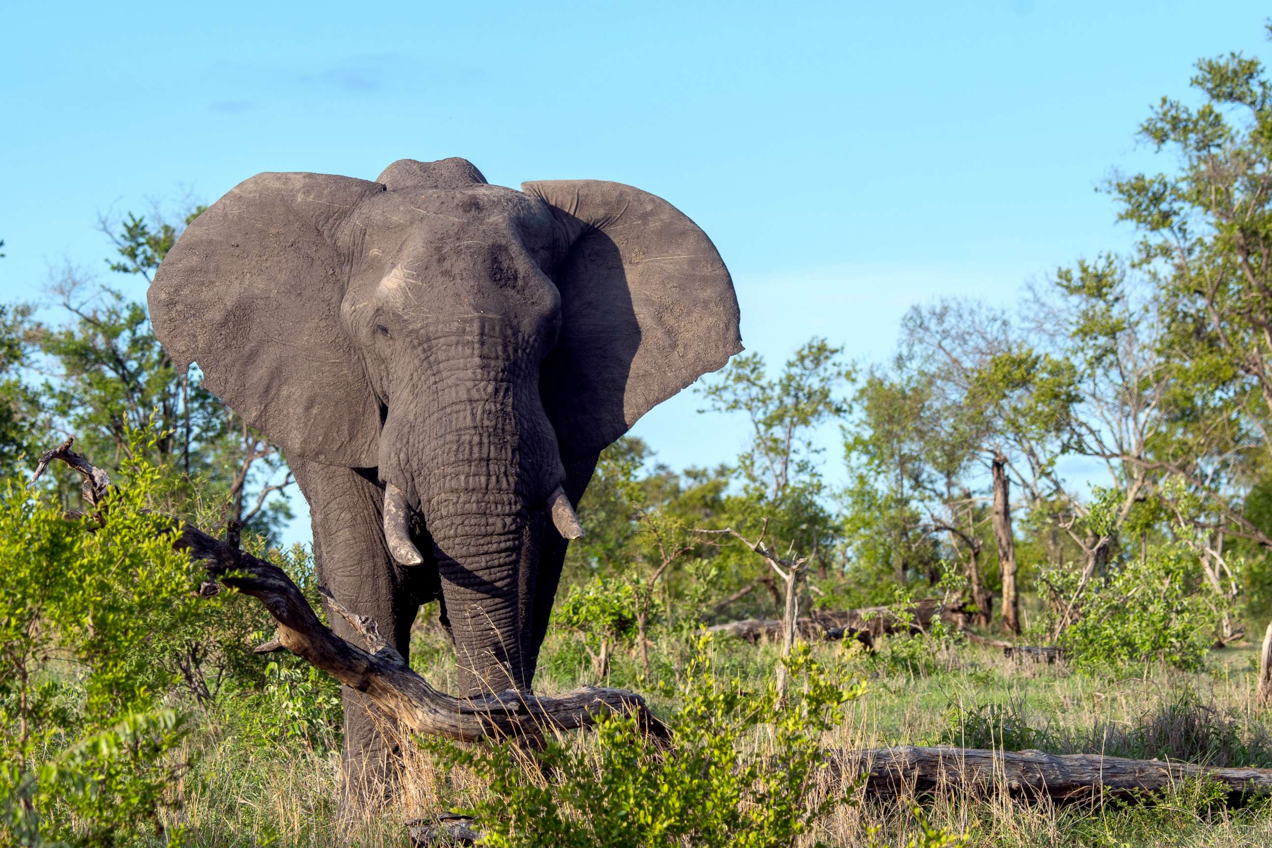 PHOTO: An African elephant in the Manyeleti Reserve in the Kruger Private Reserves area in the Northeast of South Africa.