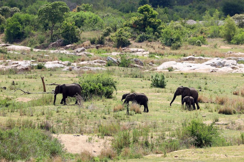 PHOTO: Elephants are pictured at Kruger National Park, Nov. 26, 2020, in Malelane, South Africa.