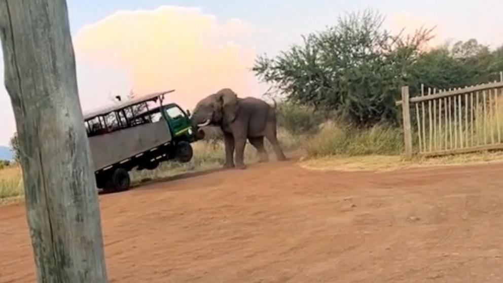 Videos show terrifying moment bull elephant lifts safari truck - Good