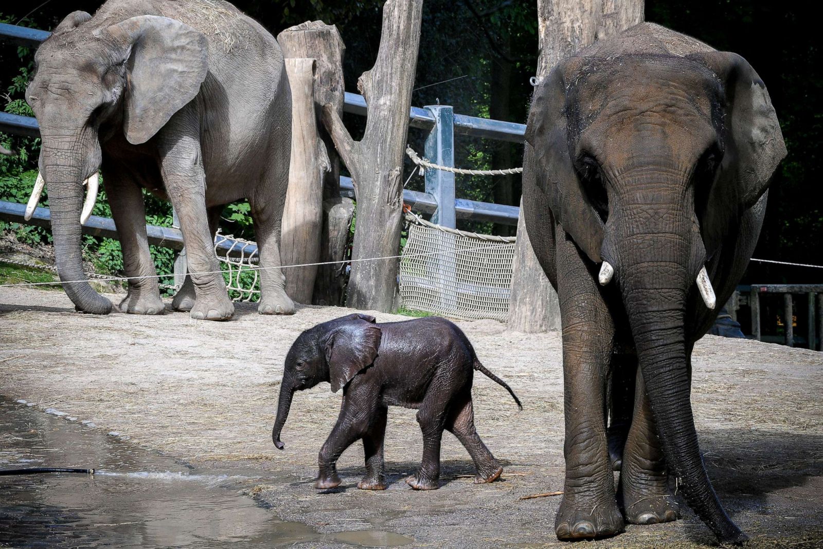 Baby elephant plays at the zoo