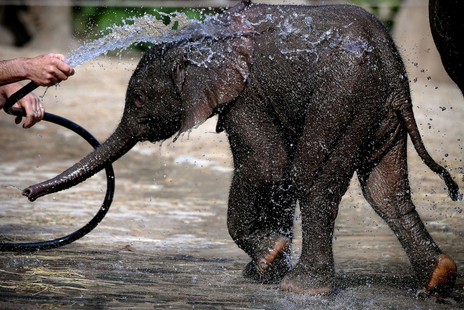 Baby elephant takes a bath