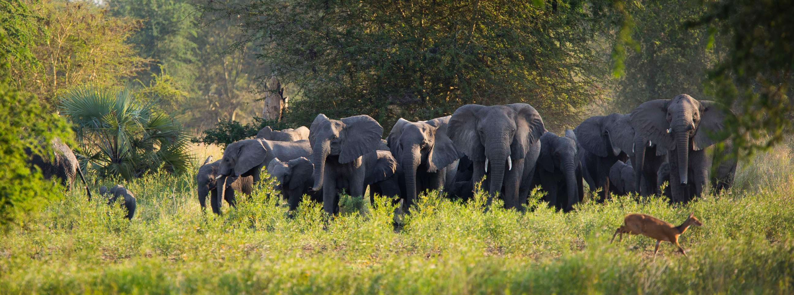 PHOTO: Gorongosa's elephants are seen here in this Aug. 7, 2014 file photo.