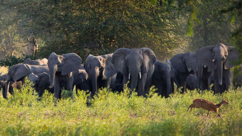 PHOTO: Gorongosa's elephants are seen here in this Aug. 7, 2014 file photo.