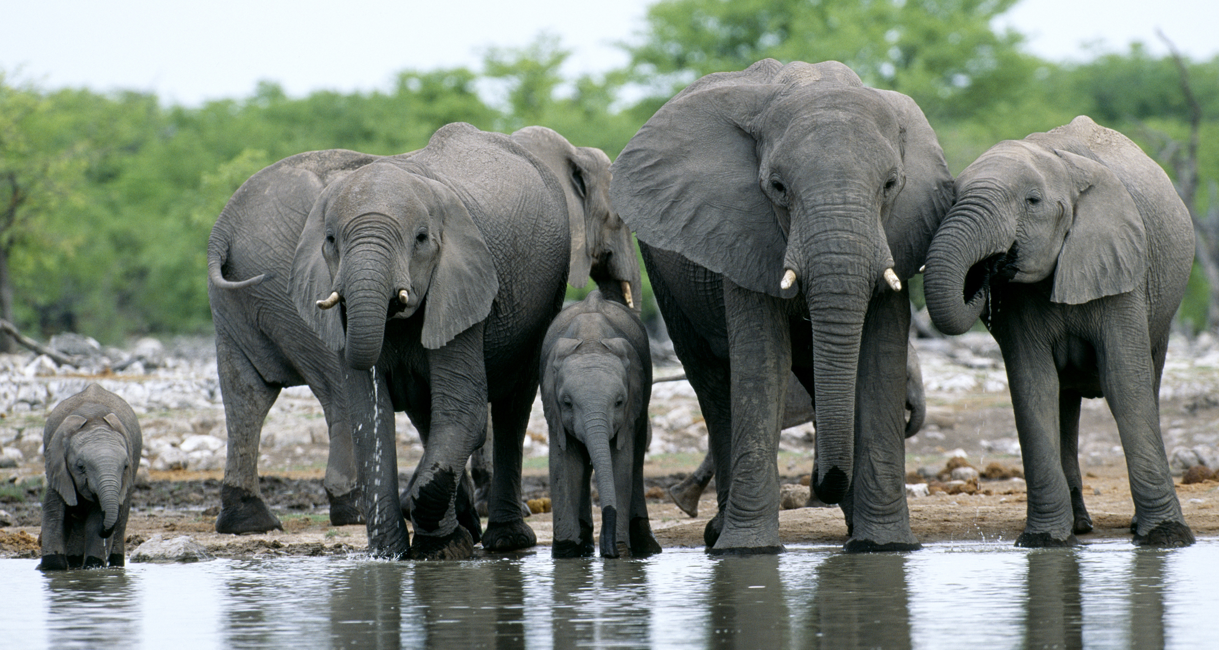 PHOTO: Elephants are pictured at a water hole in Etosha National Park, Namibia.