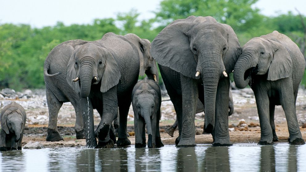 PHOTO: Elephants  are pictured at a water hole in Etosha National Park, Namibia.